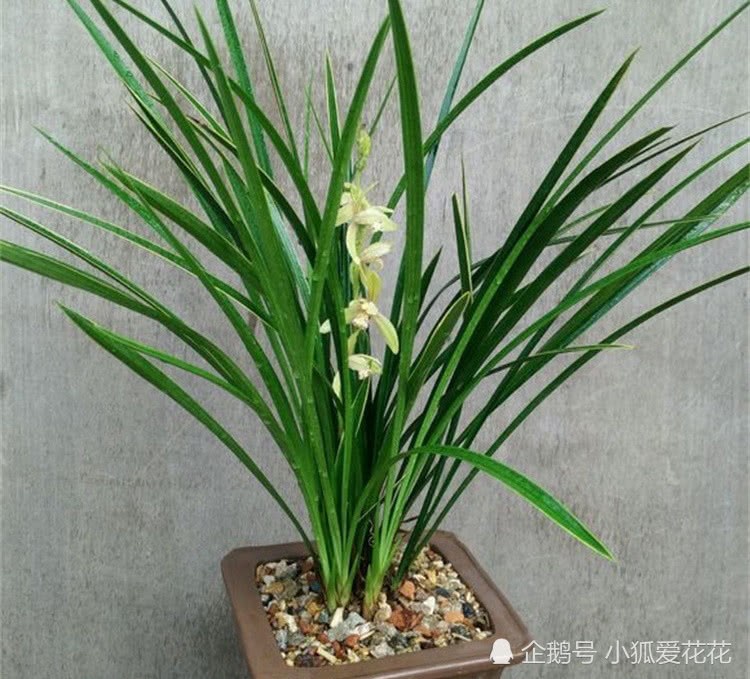 These three treasures are used to nourish the green glow of orchid leaves.