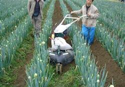 What should I pay attention to when cultivating green onions?