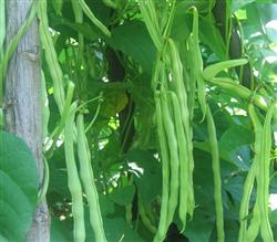 Picture video of cowpea planting technology