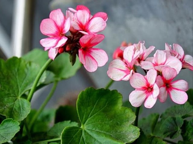 The geraniums in the living room can beautify the environment, but what should I do if the leaves always turn yellow?