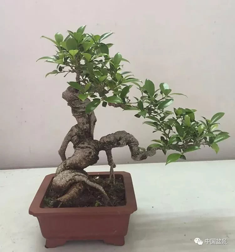 Enjoy the bonsai to show the deepest feelings in my heart.