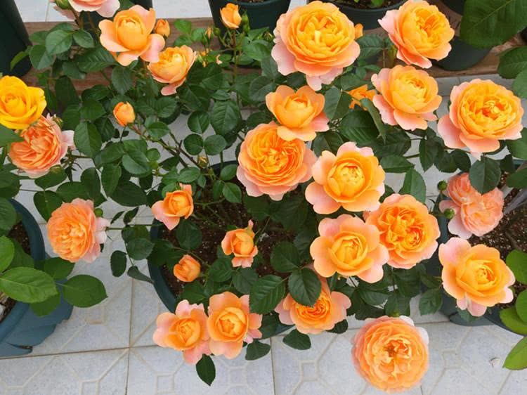 Three kinds of rose balconies cater to their flowering intentions.