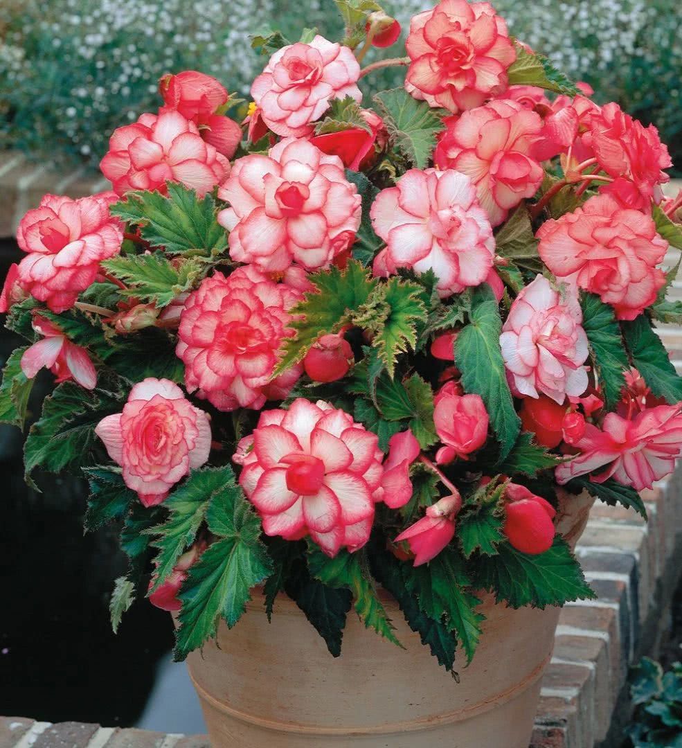 How can begonia blossom continuously?