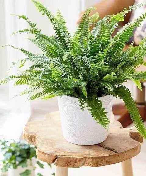 If you want to purify the indoor air, choose these green plants with excellent purification ability.