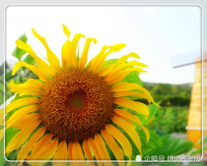 The Russian national flower sunflower teaches you to grow sunflowers at home and harvest a lot of melon seeds.