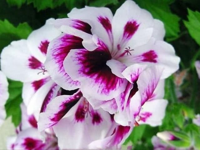 If you want more than one pot of geranium, you can cut it in this way. All of them are full.