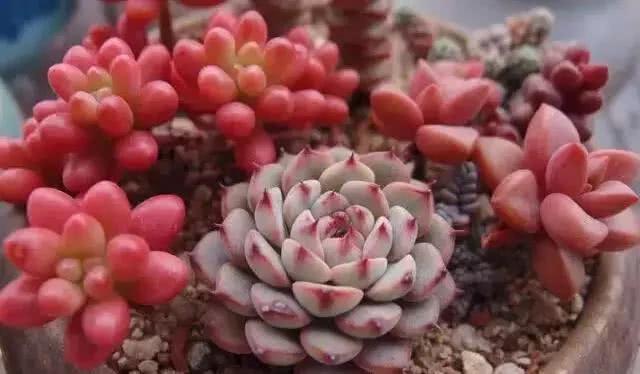 The four seasons maintenance and first aid methods of succulent plants should be collected quickly.