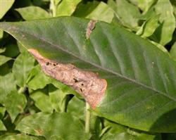 How does gardenia prevent leaf spot disease?