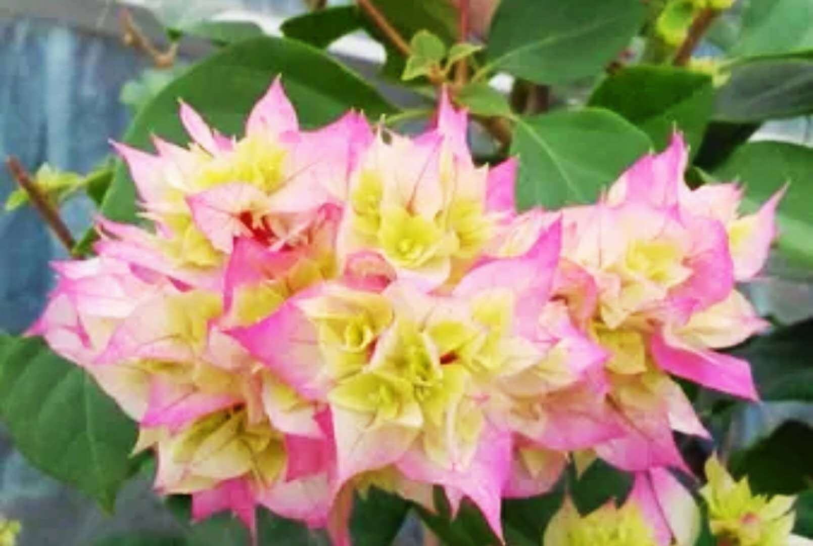 The triangular plum she raised blossoms into a big bouquet year after year.