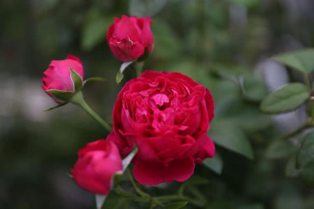 Please stay away from these plants, or you can't stop the rose from crying every day.