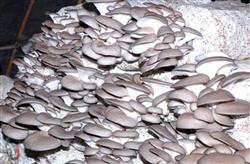 Cultivation techniques of Xiuzhen mushroom: how to grow Xiuzhen mushroom?