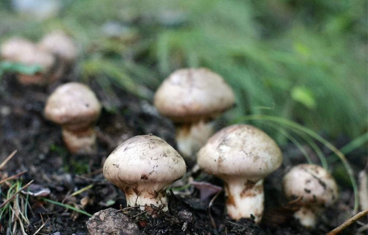 The mushrooms on the dunghill are rampant in Brazil, where no one eats them and sells them to Japan as a valuable food.