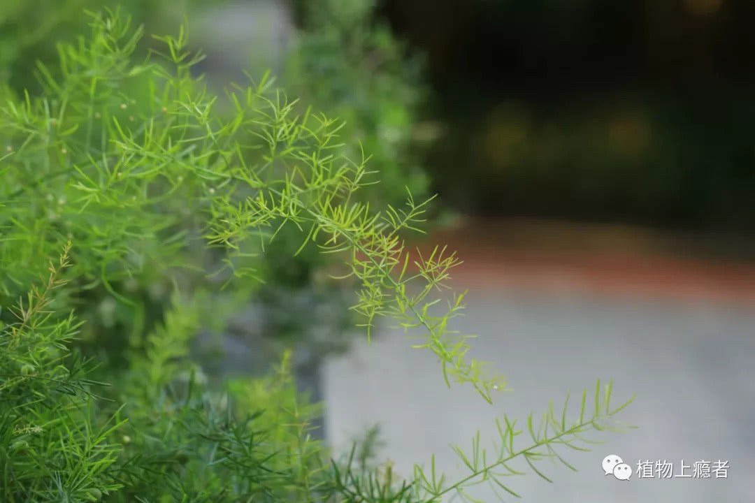 I have enough time to stare at a little flower