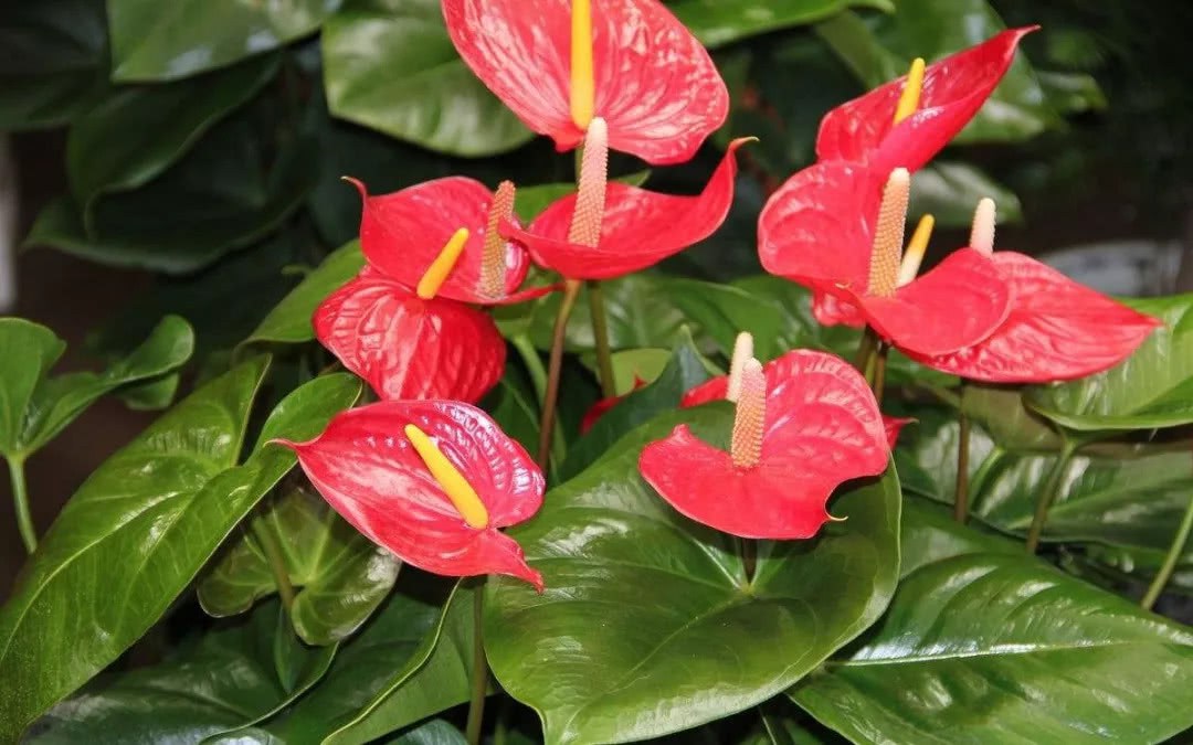 80% of people who are most suitable for passionate and unrestrained flowers are called Anthurium andraeanum whose real name is unknown.