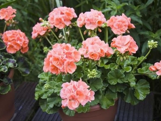 It is said that geraniums are not easy to breed. It is because you did not pay attention to these points that they will not bloom.