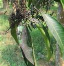 How to prevent and cure bituminous coal disease with big mango?