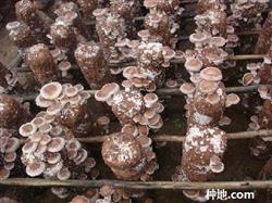 How to cultivate mushrooms scientifically?