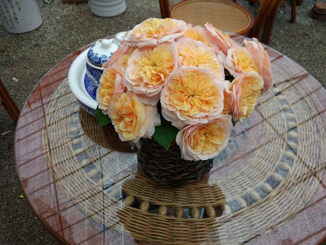 The world's most popular cut rose is beautiful and fragrant with a long flowering period and can be watched in a balcony pot.