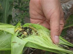 Which pesticides can control corn borer?