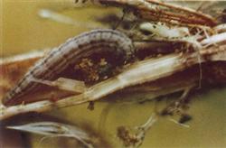 What is rice stem borer and how to control it?