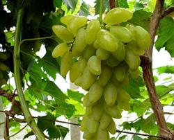 How to grow Goldfinger grapes?