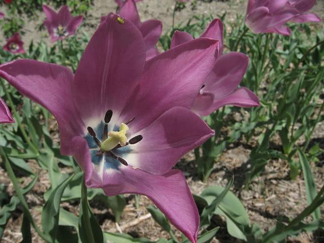 How to deal with tulip bulbs? Just get ready and complete these three steps.