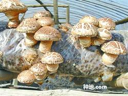 How can mushroom inoculation produce high yield?