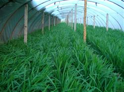 Leek planting: how to grow leek in greenhouse in autumn and winter?