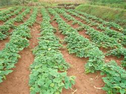 Sweet potato planting: how to fatten it in the later stage of planting sweet potato?