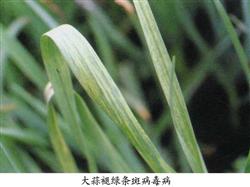 How does green onion new leaf have white spot dry leaf to bend atrophied to do?