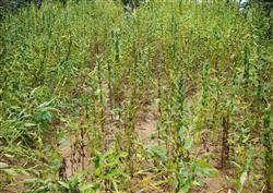 How to use herbicides in sesame fields in summer?