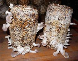 Cultivation techniques of Pleurotus ostreatus: how to manage the germ period of planting Xiuzhen mushroom?