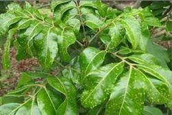 How to control gall mites in longan tree?