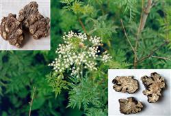 How does Angelica grow scientifically?