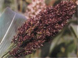 What is sorghum smut?