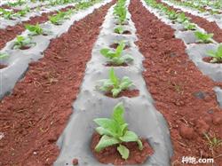 Seeking the planting method of tobacco covered with plastic film