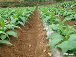 What should we pay attention to when planting tobacco with plastic film mulching?