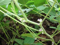 How to manage the flowering of summer soybean?