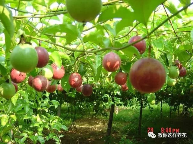 This kind of fruit is too easy to raise one seed and you can climb all over the balcony and have fruit to eat every year.