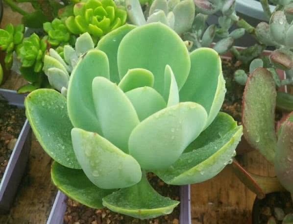 The soil for succulent plants is selected correctly to take root and sprout quickly.