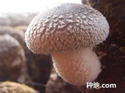 How to inoculate shiitake mushrooms?