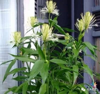 Rich bamboo adds some of this juice to grow bird's nest roots and blossom in 30 days.