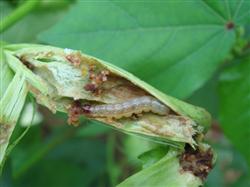 What are the reasons for the occurrence of corn borer?