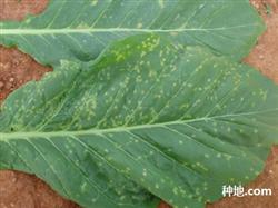 How to control tobacco red spot disease?