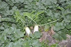 What should we pay attention to when planting radish in summer?