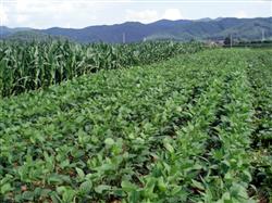 How to interplant soybean with Dictyophora?