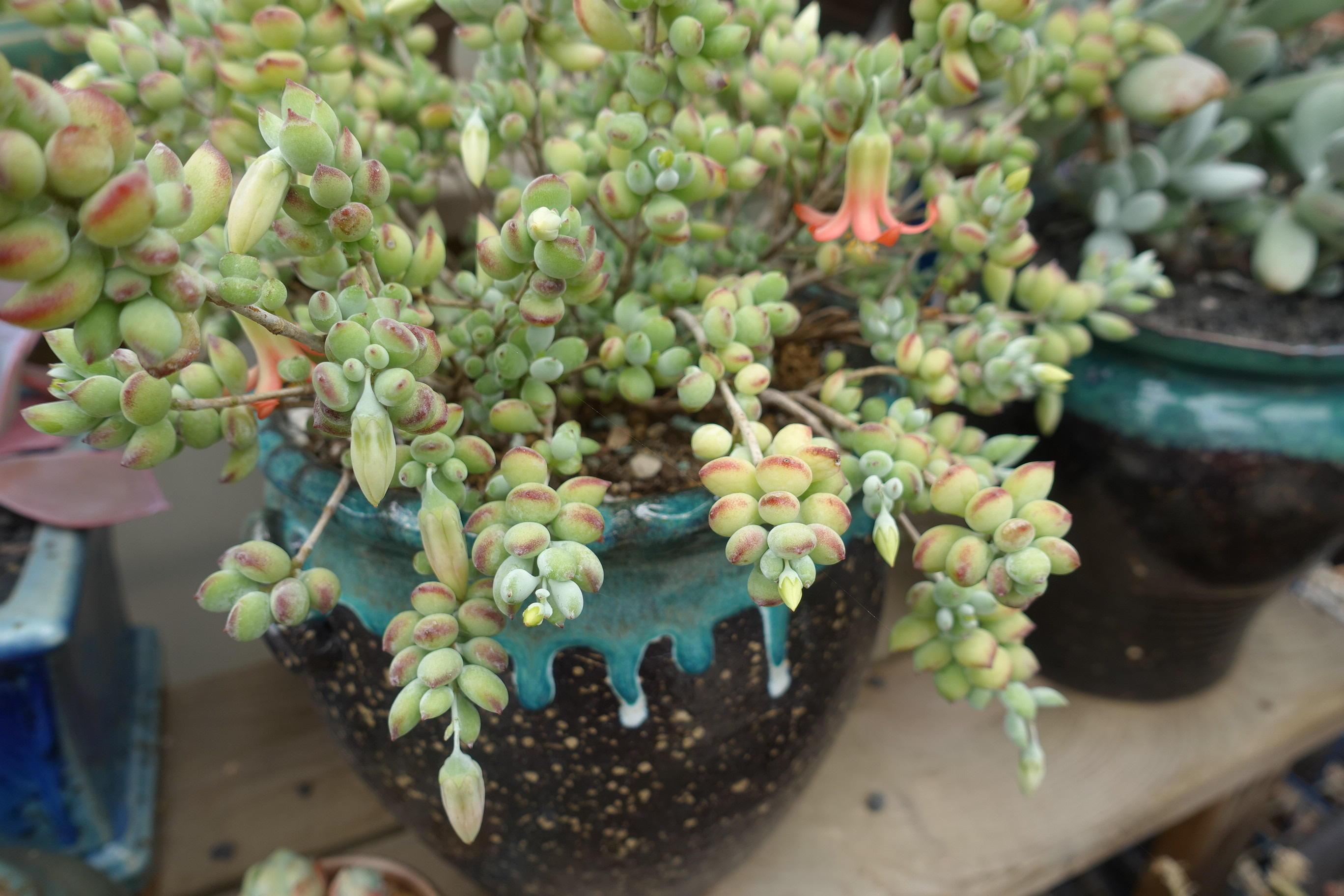 It took 4 years for the succulent plant Damafu to blossom and look like a trumpet. Do you like it?