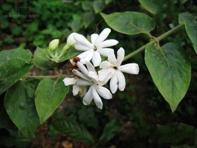 Jasmine and hairy jasmine sound similar, but they're very different.