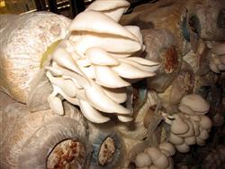 What will happen in the cultivation of Pleurotus ostreatus?