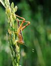 Rice pest control: how to control rice locusts?